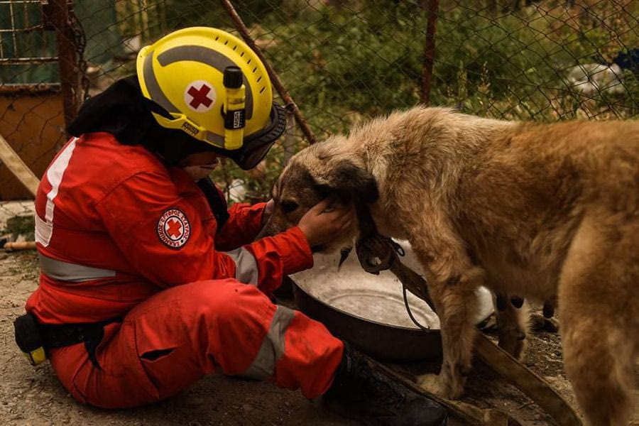 Ηράκλειο: Δράση για την Παγκόσμια Ημέρα Σκύλου από τον Ελληνικό Ερυθρό Σταυρό