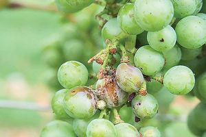 Ασθένειες απειλούν τα αμπέλια του Ηρακλείου – Τι συνιστούν οι γεωπόνοι