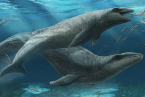 Αυστραλία: Ανακαλύφθηκε νέο είδος προϊστορικής φάλαινας