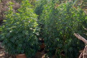 Μεγάλη αστυνομική επιχείρηση στο Ρέθυμνο – Εντοπίστηκαν χασισοφυτείες ενώ συνελήφθη και ένα άτομο