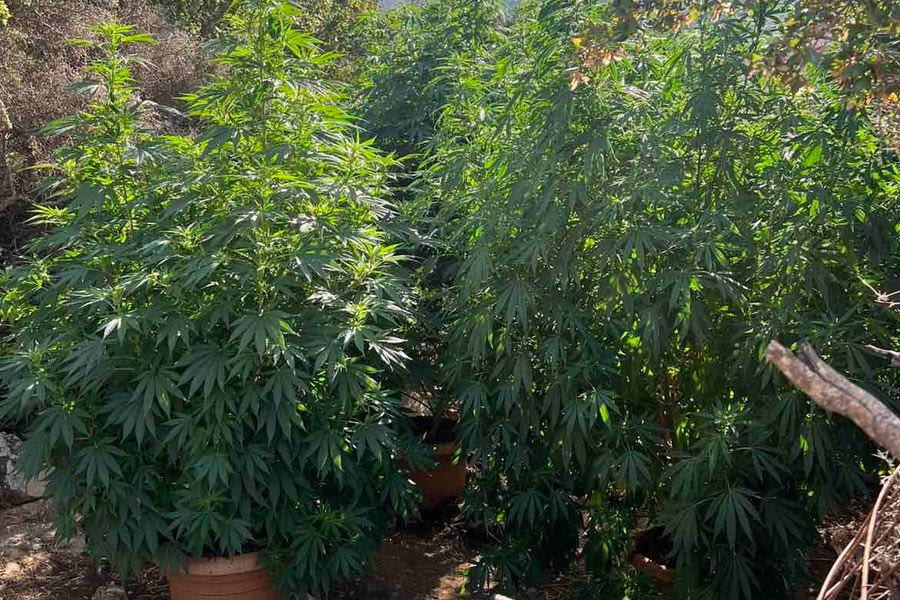 Μεγάλη αστυνομική επιχείρηση στο Ρέθυμνο – Εντοπίστηκαν χασισοφυτείες ενώ συνελήφθη και ένα άτομο