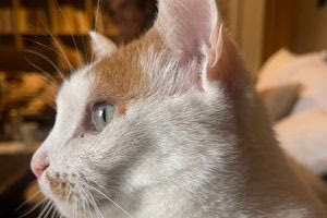 “Mr Parker, σ’ αγαπήσαμε όλοι μας πολύ” – Ο συγκινητικός αποχαιρετισμός σε ένα γάτο