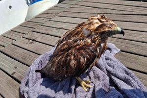 Ηράκλειο: Πλήρωμα ιστιοφόρου διέσωσε ένα γεράκι στο λιμάνι (φωτογραφίες)