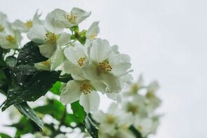 Γιασεμί: Ο απρόσμενος λόγος που πρέπει να το έχεις στο δωμάτιό σου