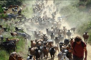 Ισπανία: Κατσίκες «πυροσβέστες» περιπολούν σε δάση για να σώσουν τη χώρα από τις πυρκαγιές