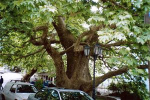 Ο γέρο-πλάτανος με τη σκιά του και η λειψυδρία