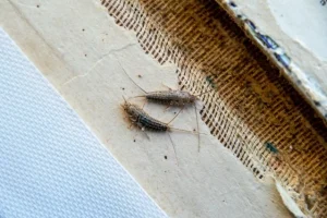 Το έντομο που αγαπά την υγρασία του σπιτιού σου