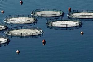 Πέθανε ο Ιωάννης Στεφανής: Υπήρξε πρωτοπόρος της ελληνικής ιχθυοκαλλιέργειας