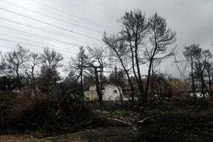 WWF για φωτιές: Ρεκόρ 20ετίας οι καμένες εκτάσεις