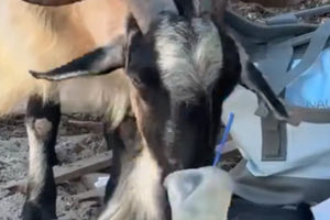 Η Daily Mail και η κατσίκα  σε παραλία της Κρήτης που πίνει μοχίτο