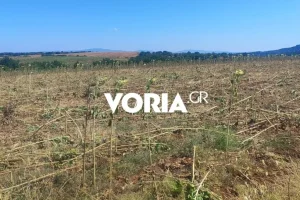 Θεσσαλονίκη: Καλλιέργειες ηλίανθων ισοπεδώνονται από αγριόχοιρους