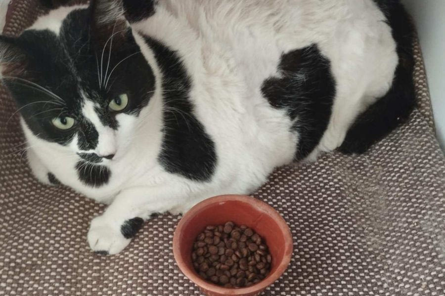 Η viral γατούλα των Χανίων διασώθηκε, έχει νέο όνομα και ζει μια νέα ζωή