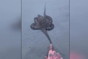 Νότια Αφρική: Το συγκινητικό βίντεο με χταπόδι που «ευχαριστεί» μια οικογένεια που το έσωσε