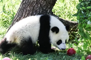 Βερολίνο: Πάρτι γενεθλίων για τα δίδυμα πάντα του ζωολογικού κήπου