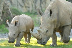 Ν. Αφρική: Tα κέρατα των ρινόκερων μετατρέπονται σε ραδιενεργά