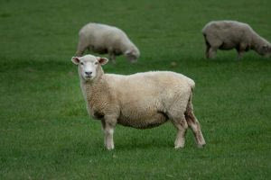 Το μαλλί των προβάτων μπορεί να διορθώσει τις βλάβες στα δόντια μας