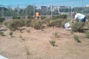 Ηράκλειο: Ξεκίνησε ο καλλωπισμός και η συντήρηση πρασίνου στα σχολεία (φωτογραφίες)