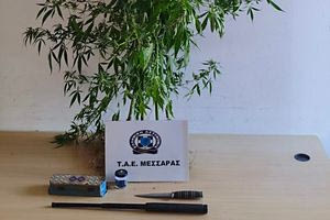 Ηράκλειο: Συνελήφθη 40χρονος με δενδρύλλια κάνναβης