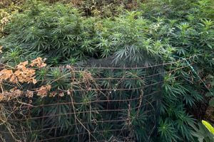 Ρέθυμνο: Εντοπίστηκαν 8 χασισοφυτείες – Συνελήφθη 35χρονος (ΦΩΤΟ)