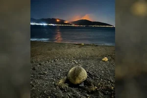 Χελώνα καρέτα καρέτα γέννησε σε παραλία της Αναβύσσου ενώ καιγόταν η Κερατέα: Συγκινητικές φωτογραφίες