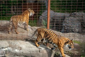Ζωολογικός κήπος κάνει έκκληση για δωρεά κατοικιδίων, ώστε να ταΐσει τα σαρκοφάγα ζώα του