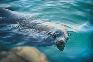 Κάρπαθος: Γεννήθηκε μετά από χρόνια αρσενική φώκια – Ελπίδα για συνέχεια του σπάνιου είδους