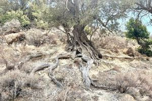 Ημερίδα για την προστασία  και ανάδειξη της παραδοσιακής χοντρολιάς