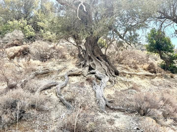 Ημερίδα για την προστασία  και ανάδειξη της παραδοσιακής χοντρολιάς