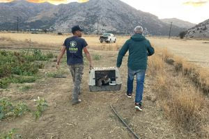 Διάσωση γύπα στο Οροπέδιο Λασιθίου