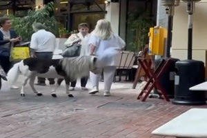 Γυναίκα βγήκε βόλτα με το πόνυ της στο κέντρο της Αθήνας