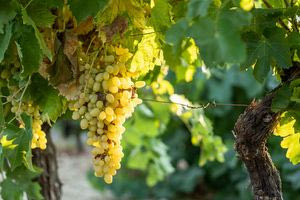 Απειλεί τα αμπέλια της Κρήτης η ευδεμίδα – Τι καταγράφεται ανά περιοχή