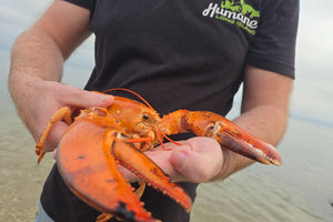 Σπάνιος πορτοκαλί αστακός που βρέθηκε σε σούπερ μάρκετ της Νέας Υόρκης επέστρεψε στη θάλασσα