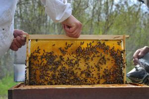 Σε εξέλιξη η διαδικασία δήλωσης των κυψελών – Τι πρέπει να κάνουν οι μελισσοκόμοι