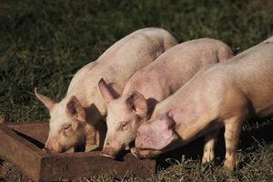 Κροατία: Θανάτωση 12.000 χοίρων, εξαιτίας αφρικανικής πανώλης