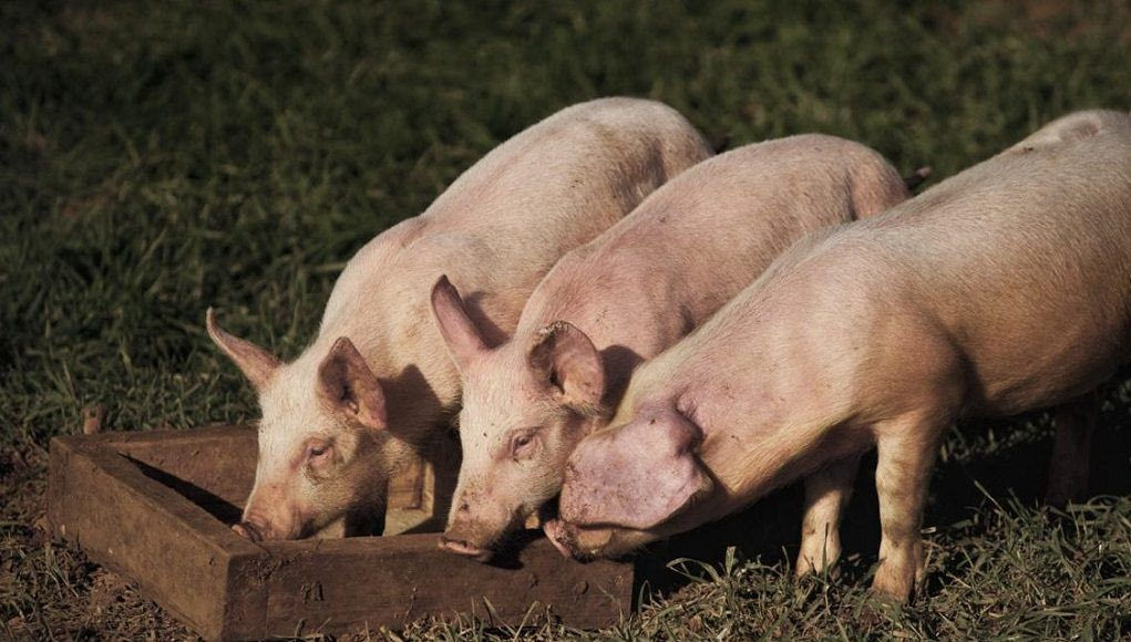 Κροατία: Θανάτωση 12.000 χοίρων, εξαιτίας αφρικανικής πανώλης