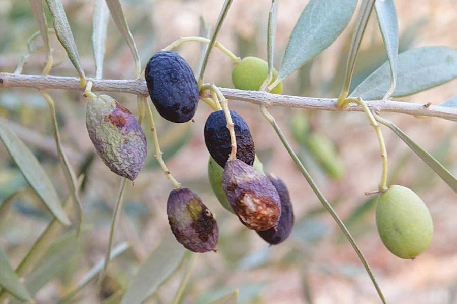 Στον αέρα η δακοκτονία – Τα φάρμακα που δεν ήρθαν μειώνουν την ποσότητα και υποβαθμίζουν την ποιότητα του λαδιού