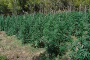 Πάνω από 5.000 δενδρύλλια κάνναβης βρέθηκαν σε ορεινή περιοχή του Ολύμπου