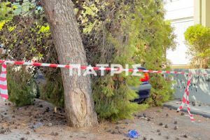 Ηράκλειο: Πτώση δέντρου πάνω σε αυτοκίνητο (φωτογραφίες + video)