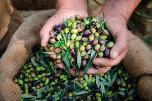 Γολγοθάς για ελαιοπαραγωγούς