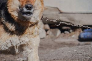 Θεσσαλονίκη: 14 σκυλιά με αλυσίδα και μία γάτα σε κλουβί κρατούσε 47χρονος