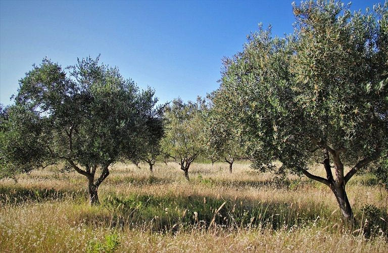 Σε απόγνωση οι αγρότες της Κρήτης – Χρονιά καταστροφής χωρίς καμία στήριξη