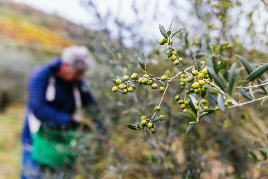 Πρόστιμα έως 5.000 ευρώ ή 12 συντάξεις για λίγες ελιές και… τρία ξεχασμένα «κλικ»