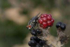 Πώς τα στείρα έντομα θα σώσουν τη γεωργία