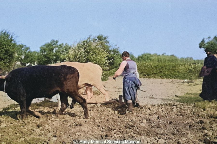 Όργωμα χωραφιού στην Κρήτη, το 1907