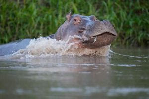 Ακτή Ελεφαντοστού: Ιπποπόταμος προκάλεσε τη βύθιση ενός πλοιαρίου – 11 άνθρωποι αγνοούνται