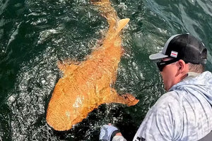 Πορτοκαλί καρχαρίας με λευκά μάτια εντοπίστηκε στην Κόστα Ρίκα