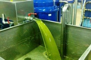 “Τσίμπησαν” στο τέλος της σαιζόν οι τιμές του λαδιού – Έρχεται μειωμένη παραγωγή