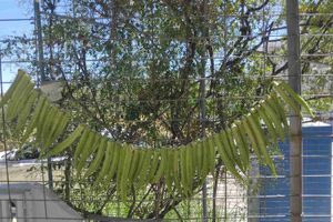 Μέθοδος από … το μπαούλο της γιαγιάς – Υπάρχουν ακόμα Κρητικοί που αποξηραίνουν μπάμιες