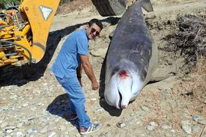 Ενταφιάστηκε η νεκρή φάλαινα που εκβράστηκε στον Κερατόκαμπο