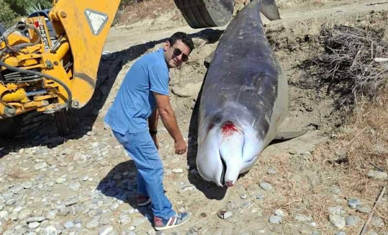 Ενταφιάστηκε η νεκρή φάλαινα που εκβράστηκε στον Κερατόκαμπο